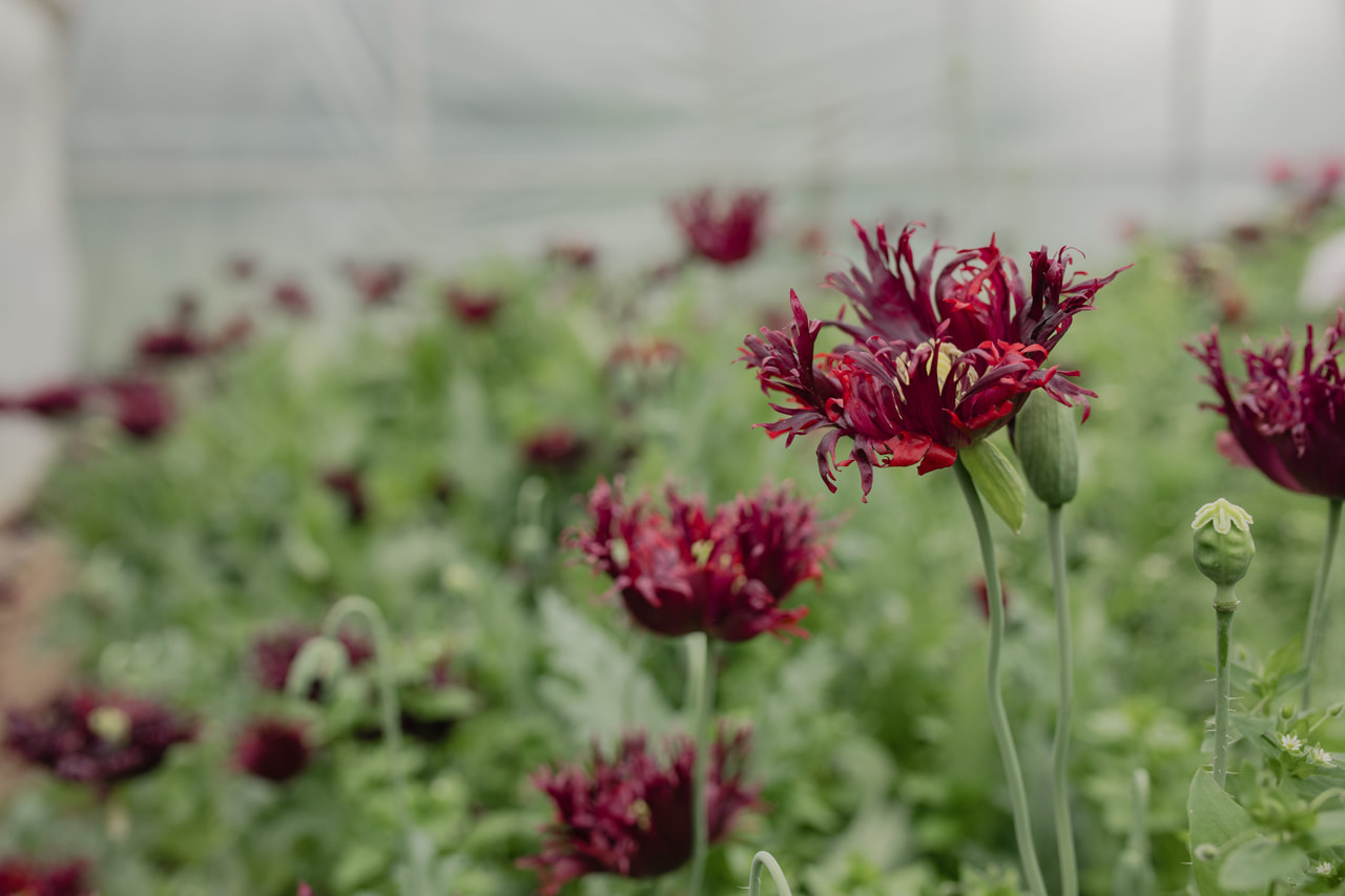 Valmue Black Swan, Loukykvět