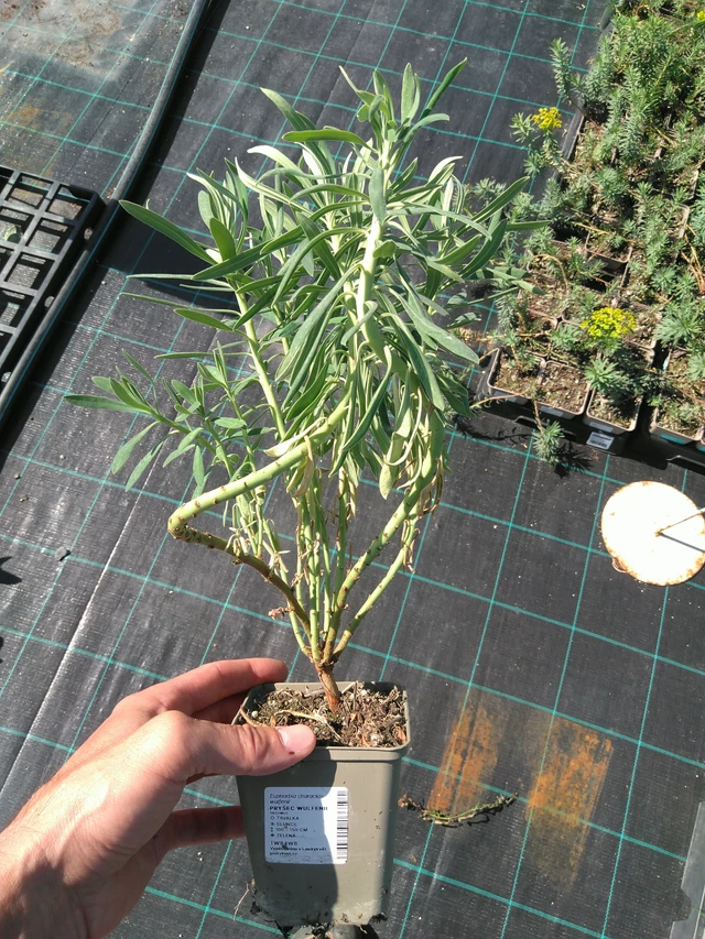 Euphorbia Wulfenii - 20. 6. 2025
