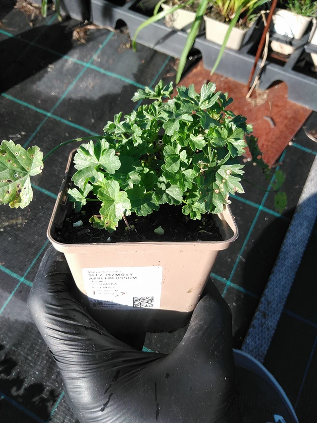 Myskimalva Appleblossom - 19. 8. 2025