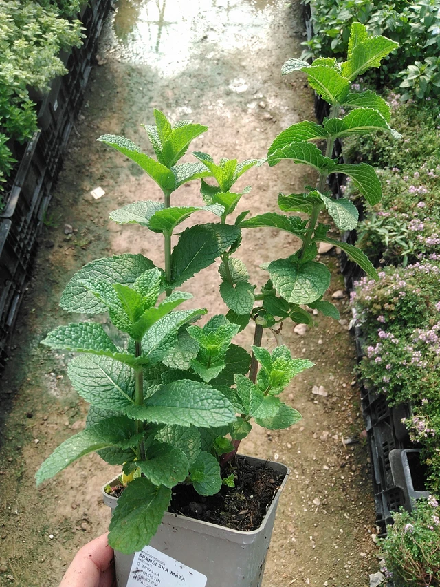 Menthe espagnole - 1. 7. 2025