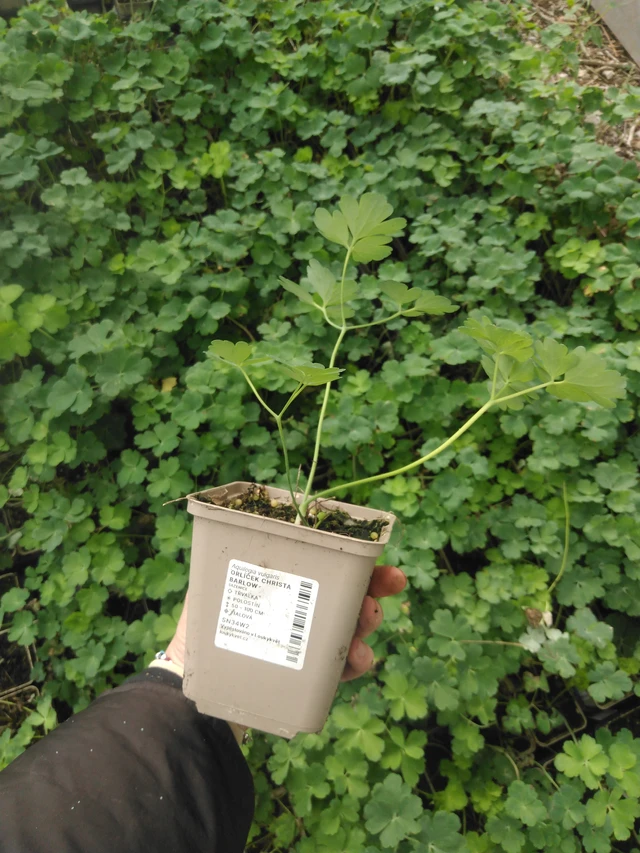 Aguileña Christa Barlow - 2024