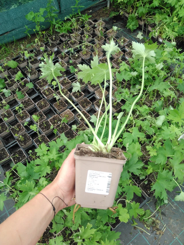 Ritarinkannus Benary’s Pacific Galahad - 2024