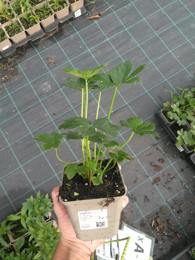 Tähtiputki - 25. 7. 2025