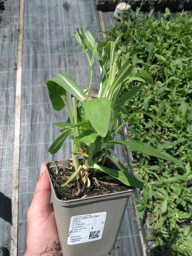 Hohdekukka Helena Gold - 24. 6. 2025