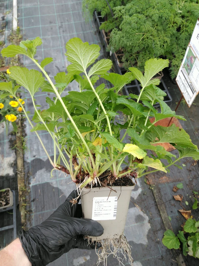 Ojakellukka - 10. 9. 2025