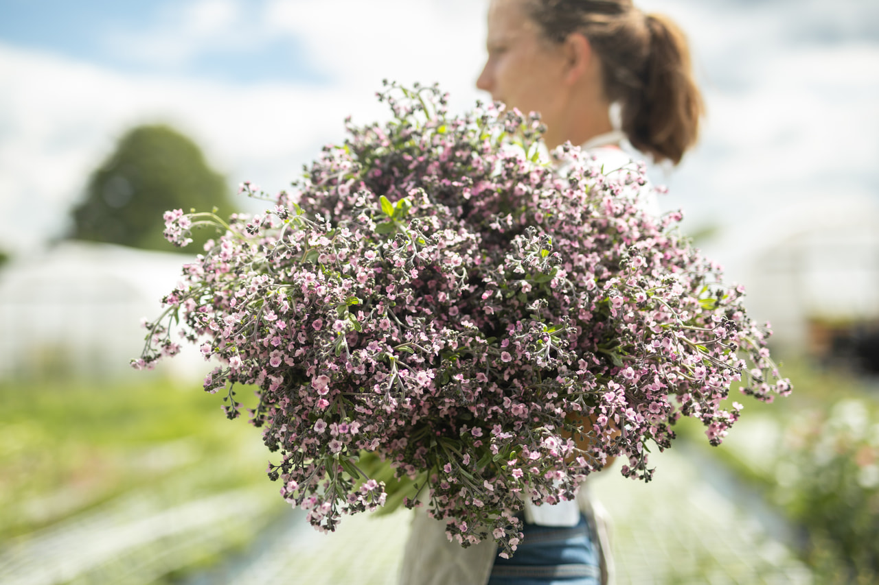 Hondstong Mystery Rose, Loukykvět