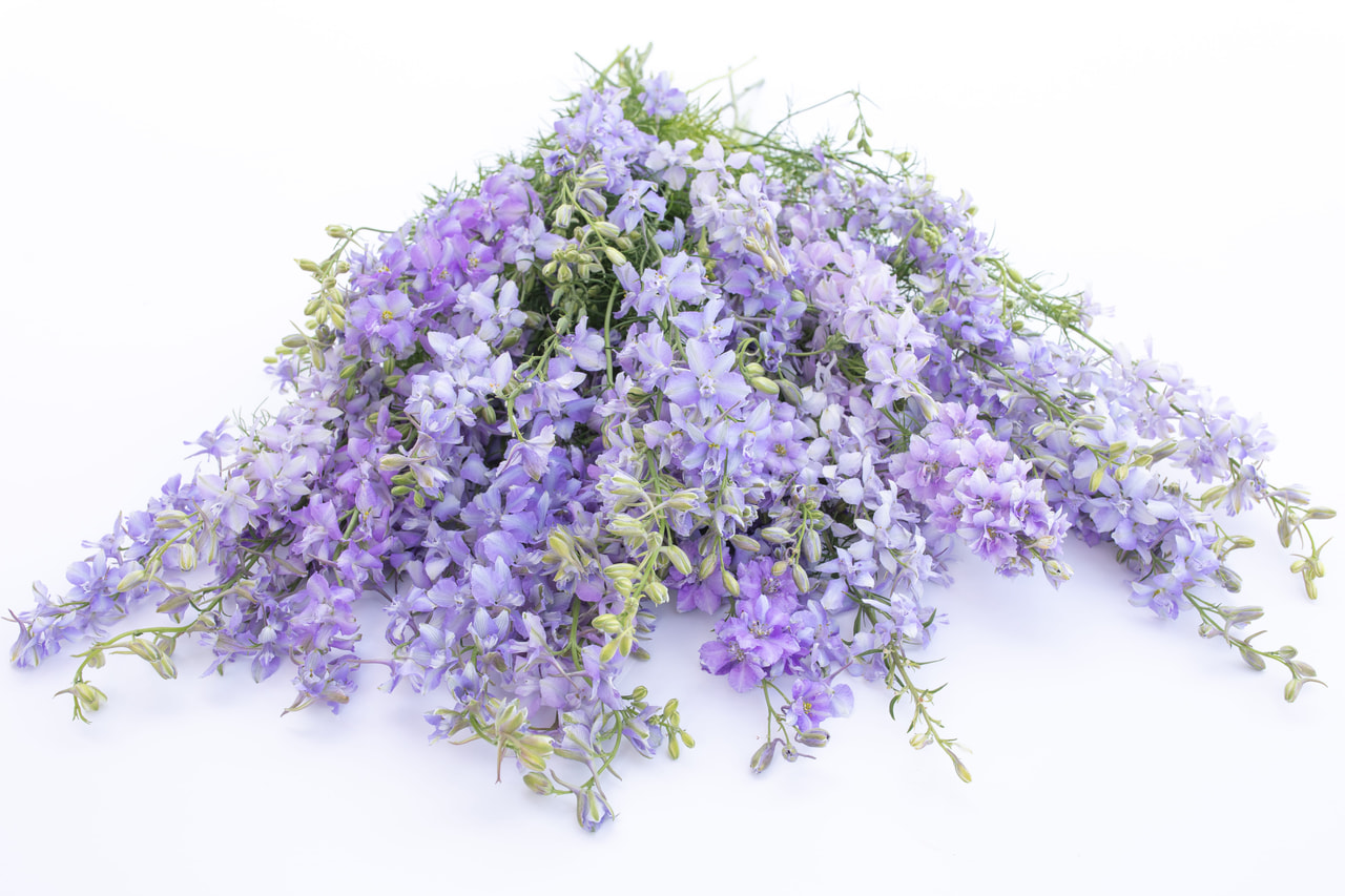 Larkspur QIS Light Blue, Loukykvět