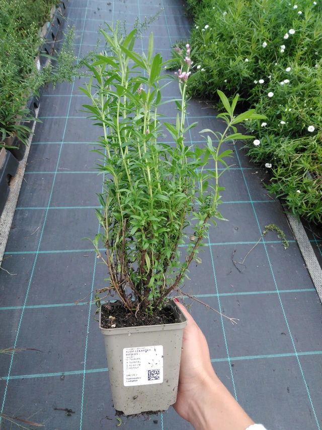 Hisopo Roseus - 11. 9. 2025