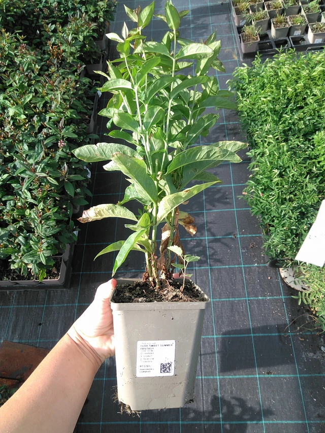 Leimu Sweet Summer Fantasy - 11. 7. 2025