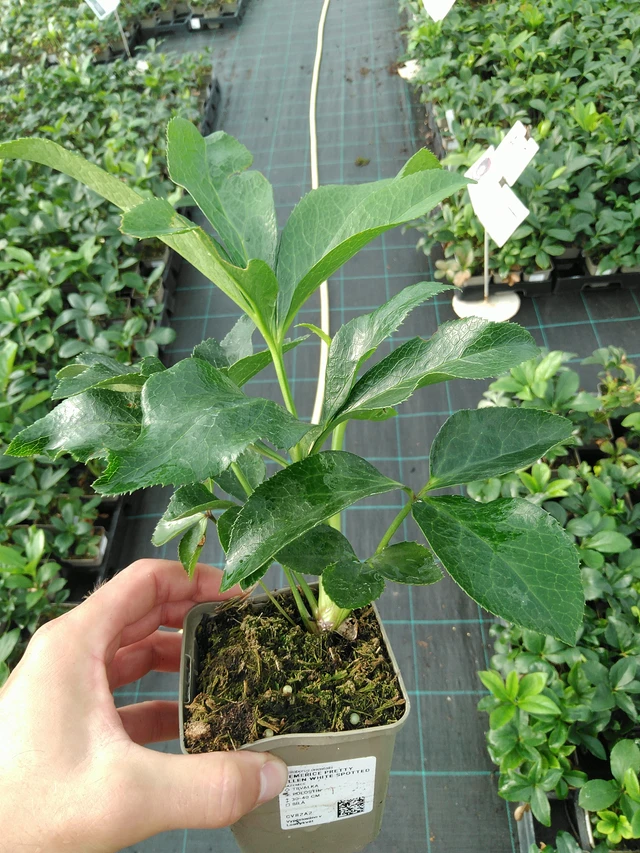 Jouluruusu Pretty Ellen White Spotted - 28. 7. 2025