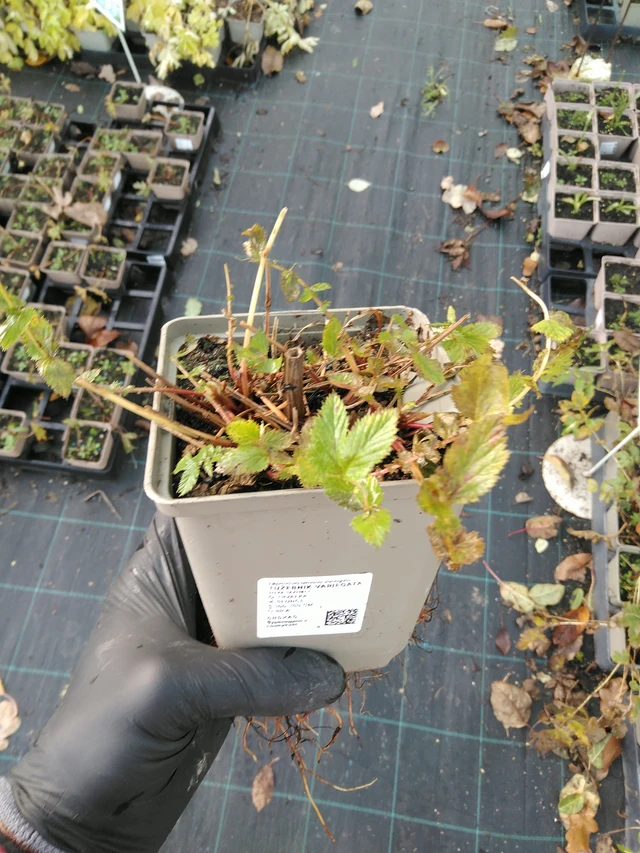 Filipendula Variegata - 31. 10. 2025