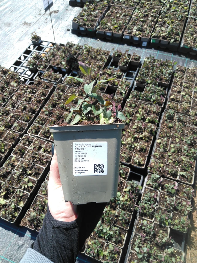 Iiso Mango Tango - 13. 5. 2025