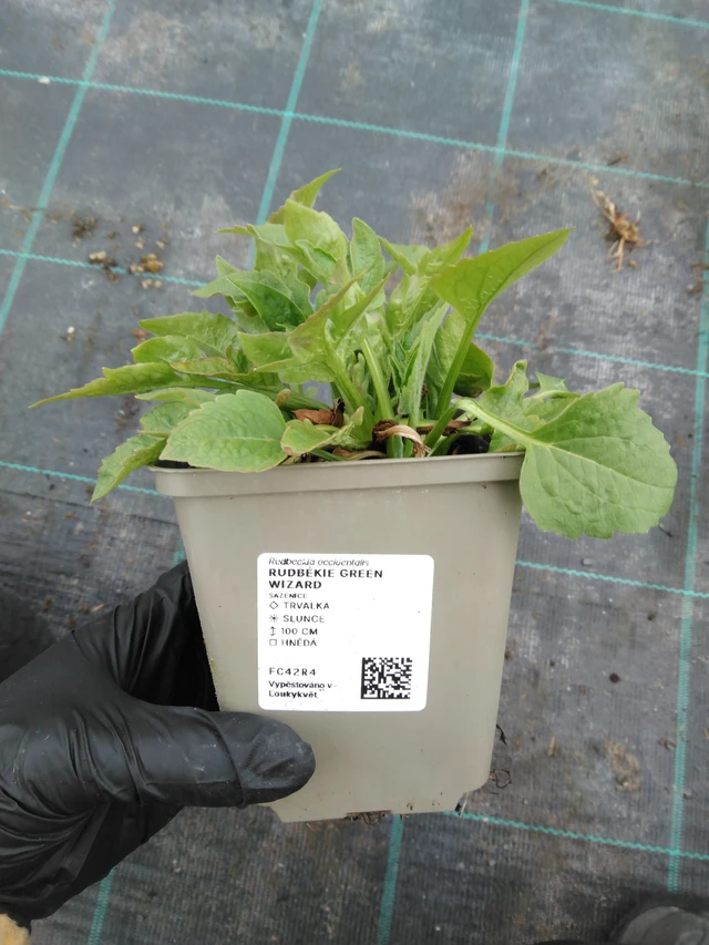 Päivänhattu Green Wizard - 1. 4. 2026