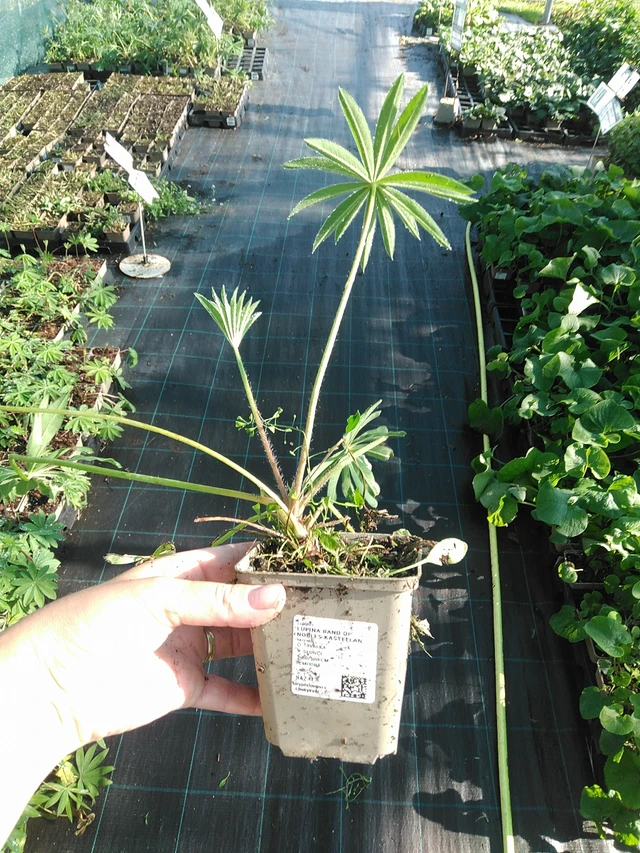 Lupiini Band of Nobles Kastellan - 19. 8. 2025