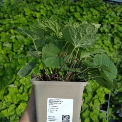 Plant