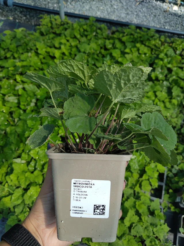 Tiarelle cordifolia - 11. 8. 2026