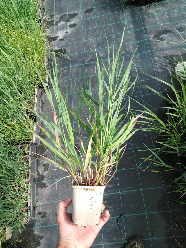 Panicum Squaw - 24. 6. 2025