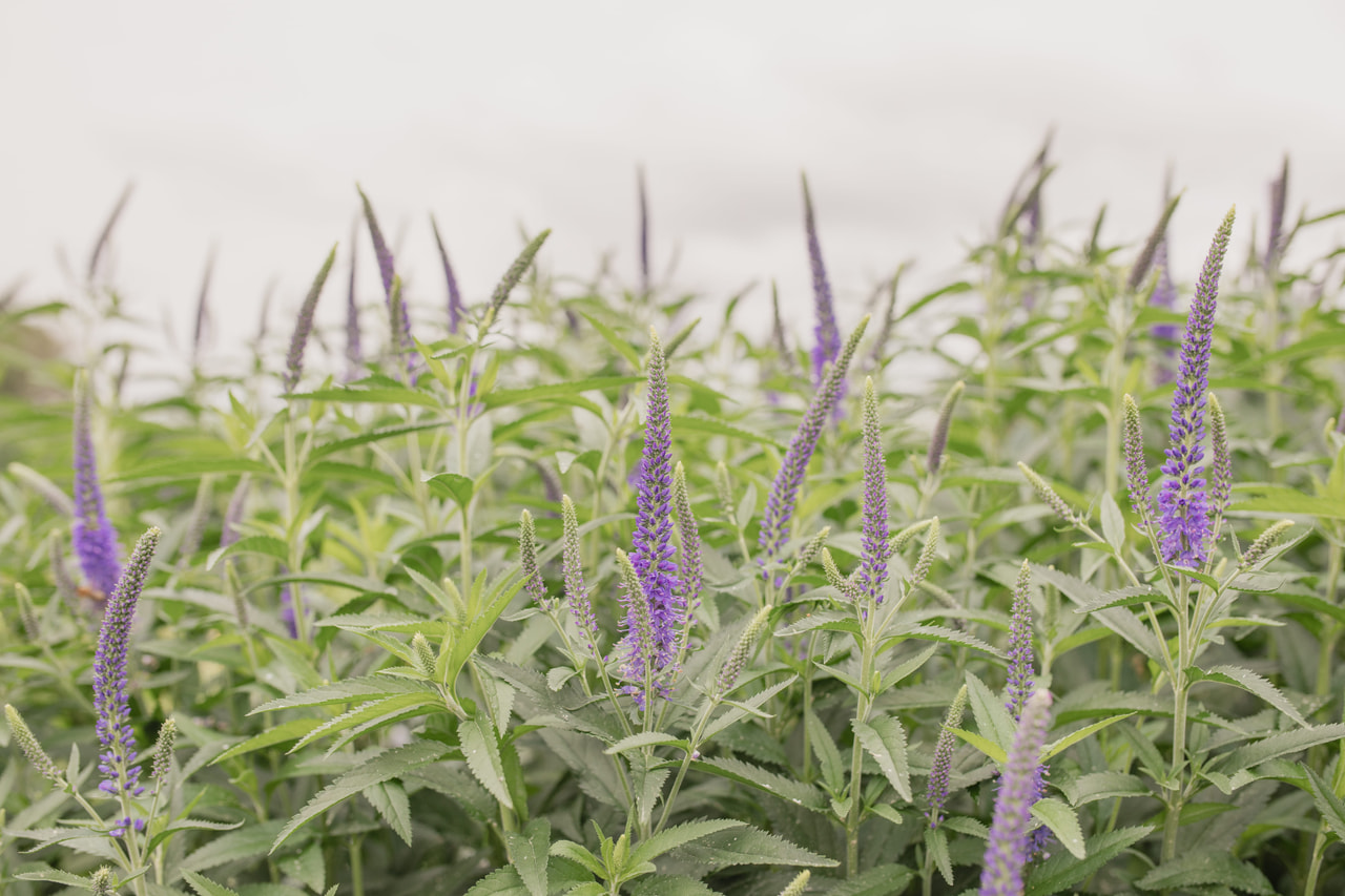 Tädyke Skyler Blue, Loukykvět