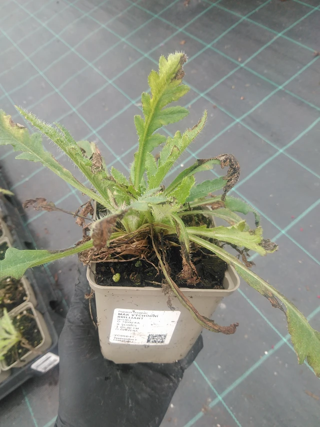 Idänunikko Brilliant - 10. 9. 2025