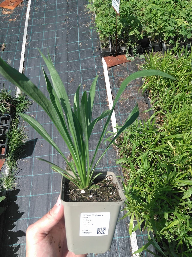 Piisku Romantic Glory - 24. 6. 2025