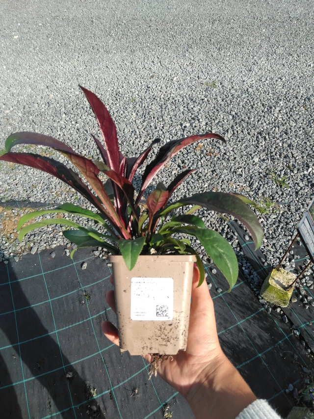 Pipo Husker Red - 11. 9. 2025