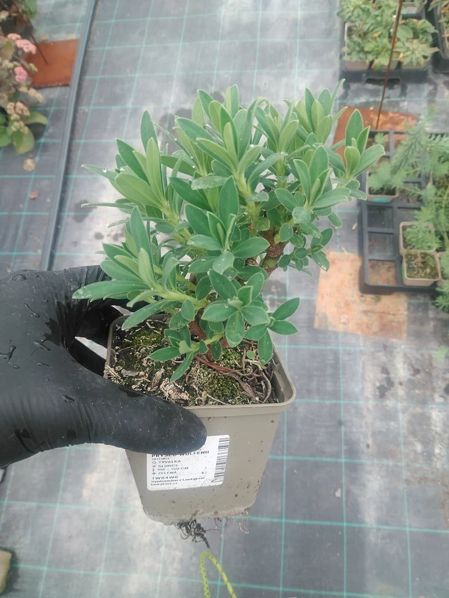Euphorbia Wulfenii - 10. 9. 2025