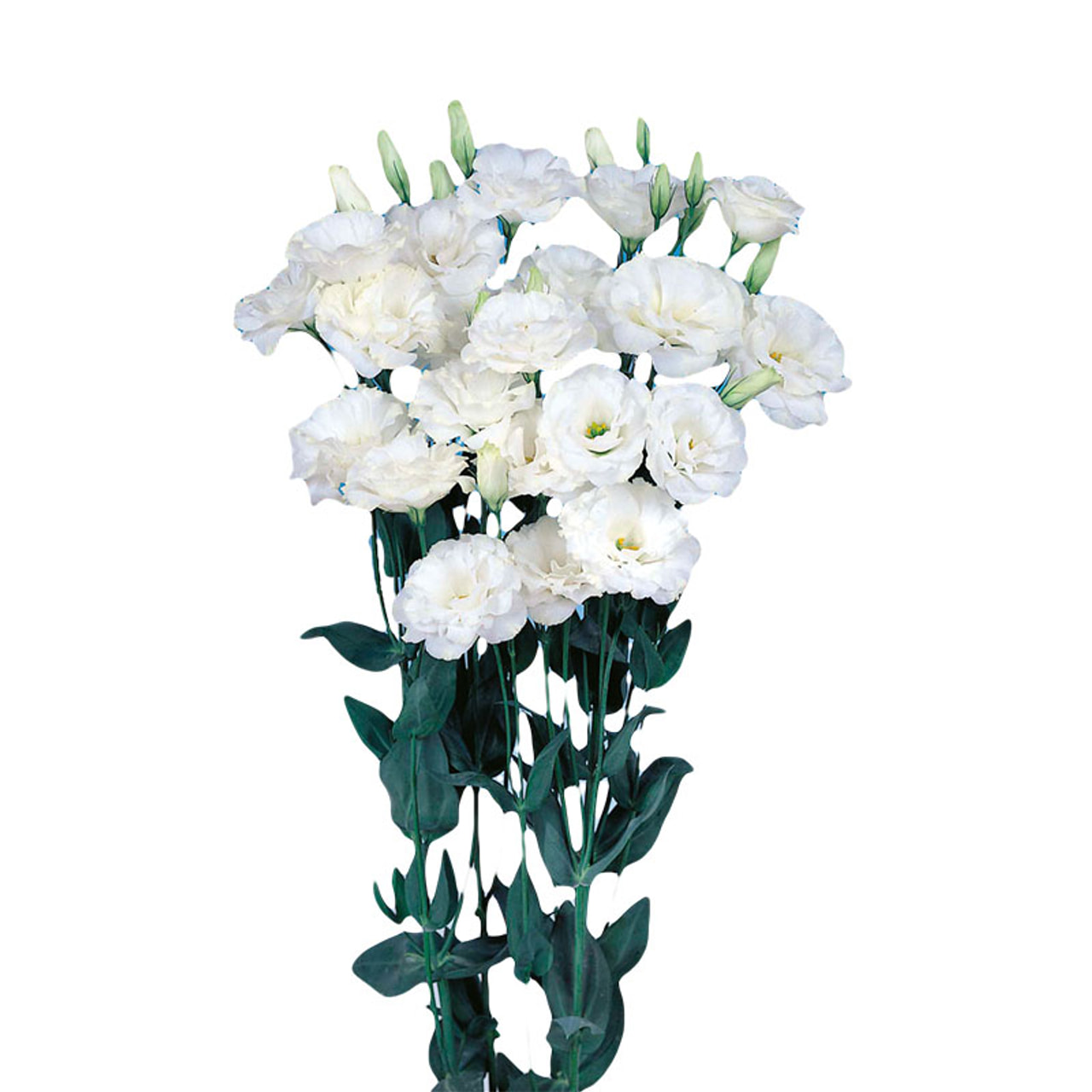 Lisianthus Echo 1 Pure White, Loukykvět