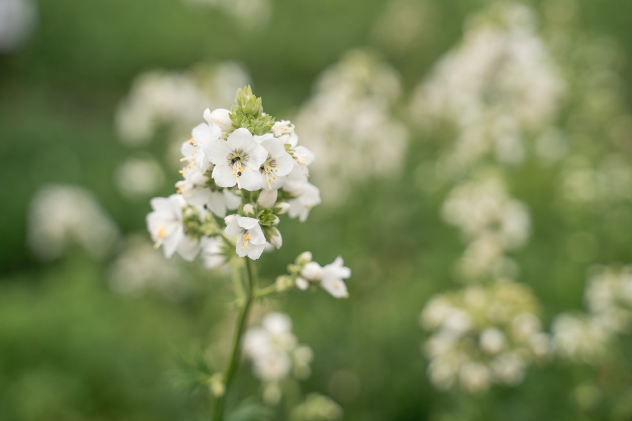 Sinilatva Filigree Clouds, Loukykvět