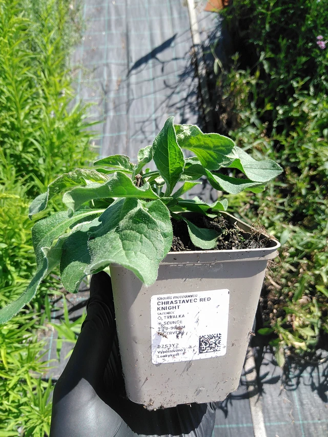 Ruusuruoho Red Knight - 19. 8. 2025