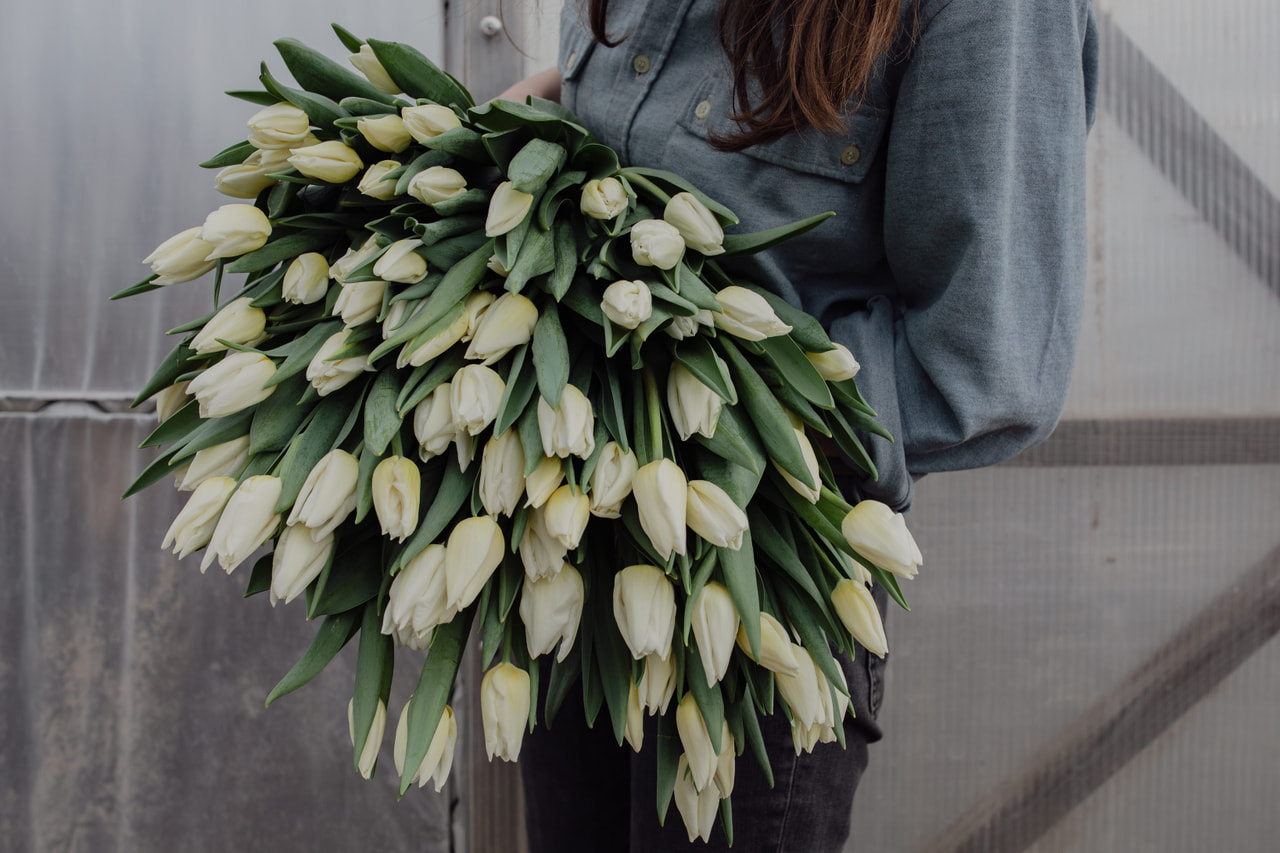 Tulppaani Kobla, Loukykvět