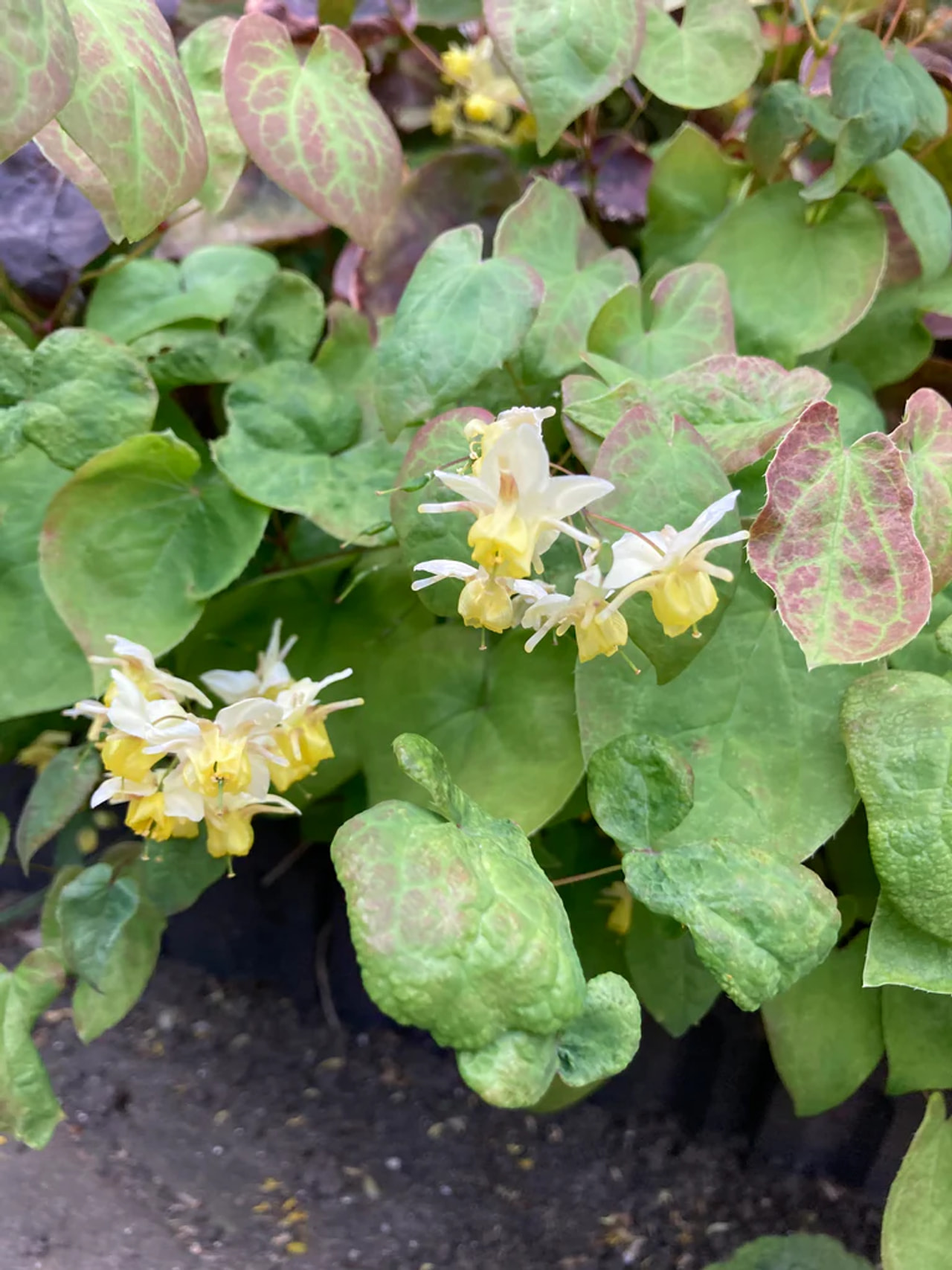 Epimedium Versicolor, Loukykvět