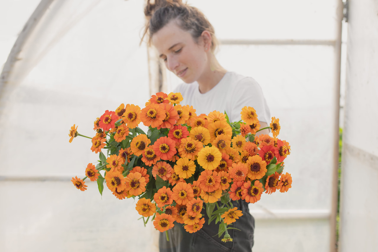 Pruudisõlg Zinderella Orange, Loukykvět