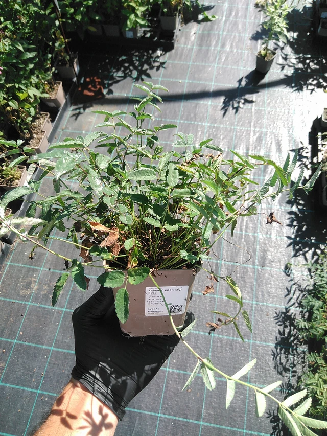 Luppio Rock and Roll - 19. 8. 2025