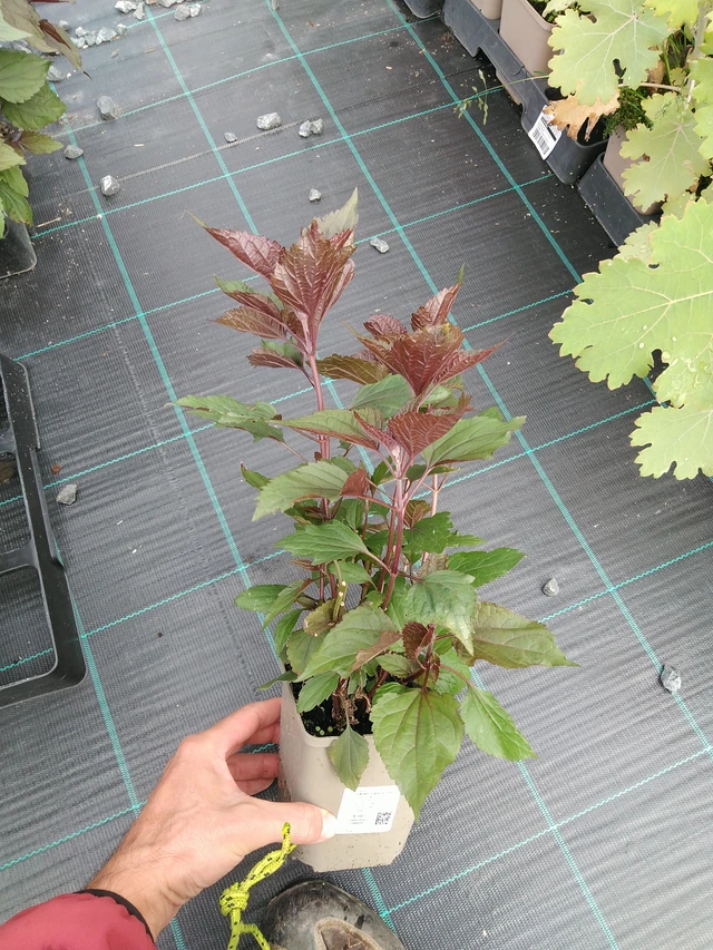 Punalatva Chocolate - 28. 7. 2025