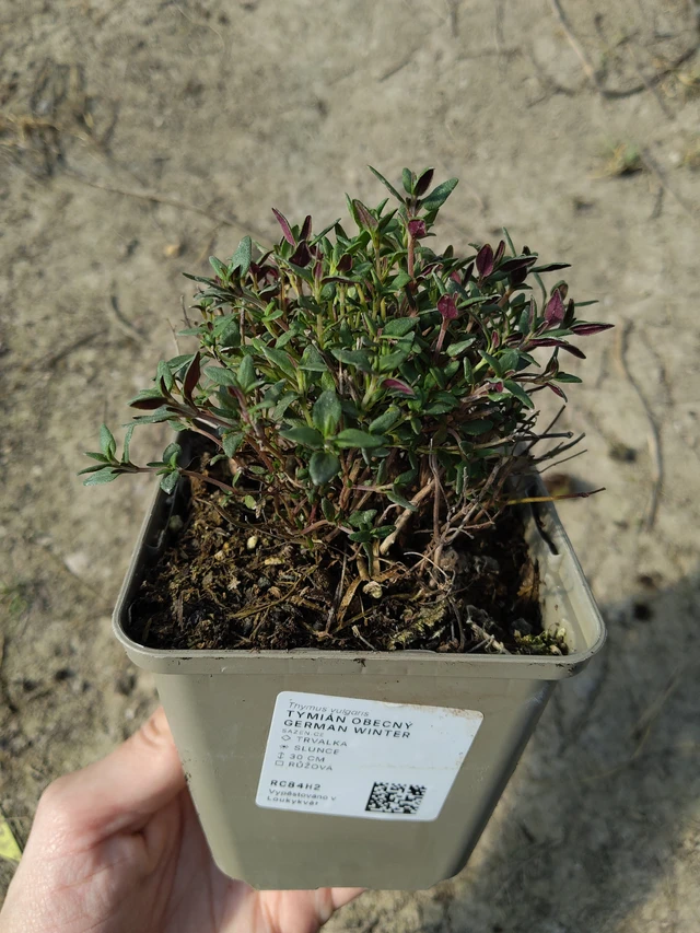 Tomillo German Winter - 27. 3. 2026