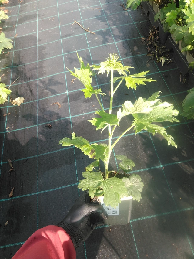 Jaloritarinkannus Magic Fountains White (Dark Bee) - 13. 10. 2025