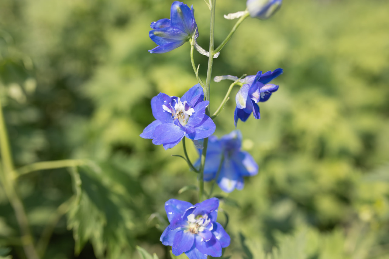 Larkspur Benary’s Pacific Blue Bird, Loukykvět
