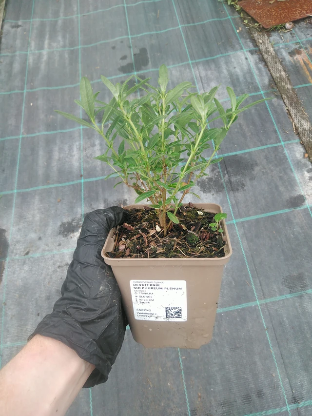 Päivännouto Sulphureum Plenum - 10. 9. 2025