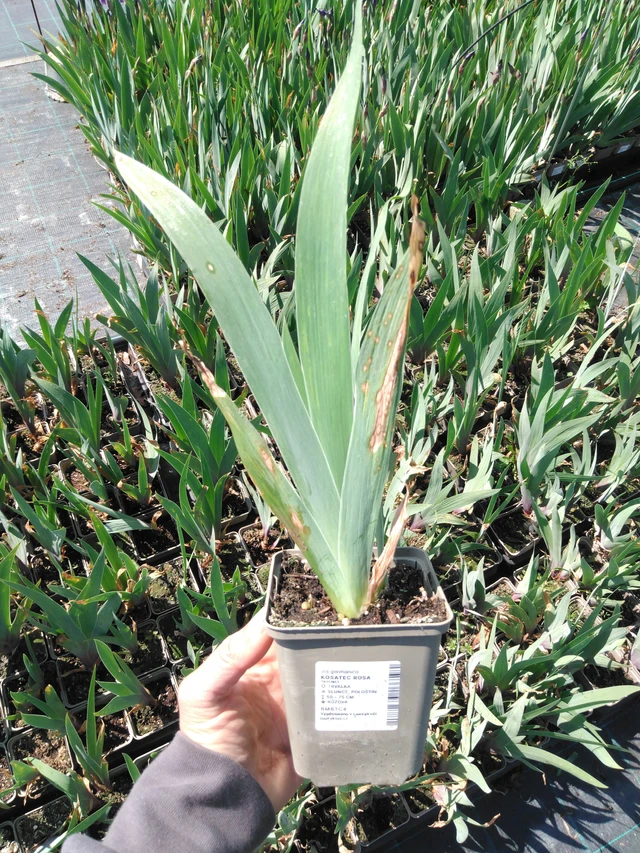 Kosatec Rosa - 13. 5. 2025