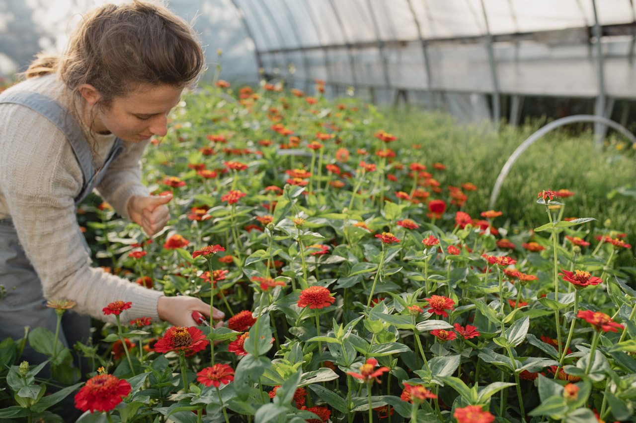 Pruudisõlg Zinderella Red, Loukykvět
