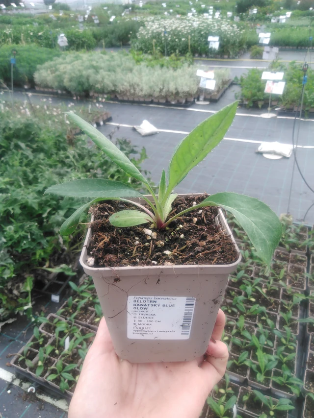 Balkaninpallo-ohdake Blue Glow - 2024