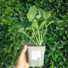 Plant
