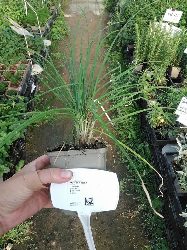 Kiinansipuli - 19. 8. 2025