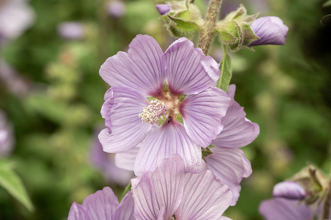 Malvikki Lilac Lady, Loukykvět