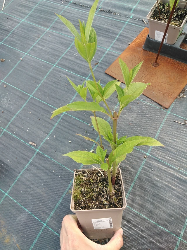 Auringonkukka Lemon Queen - 24. 6. 2025