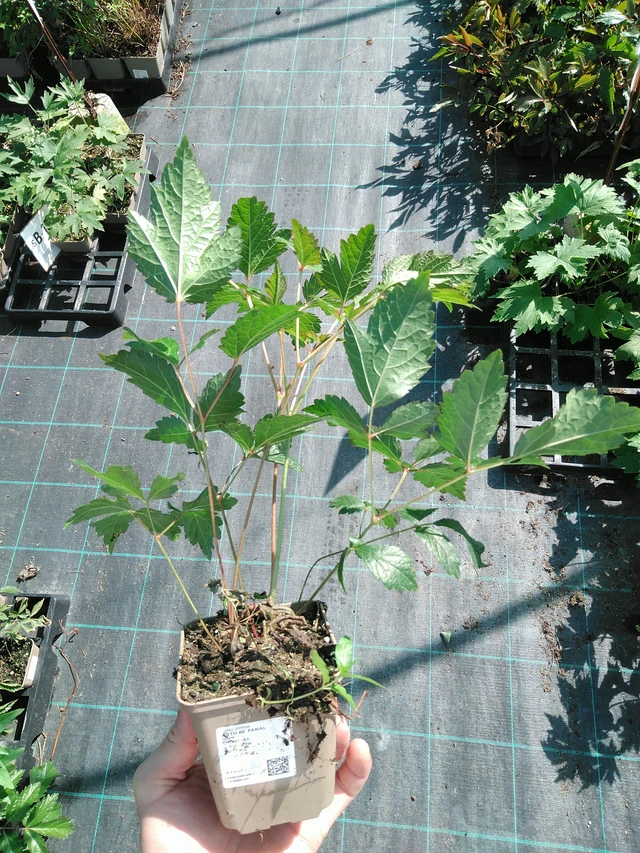 Jaloangervo Fanal - 19. 8. 2025