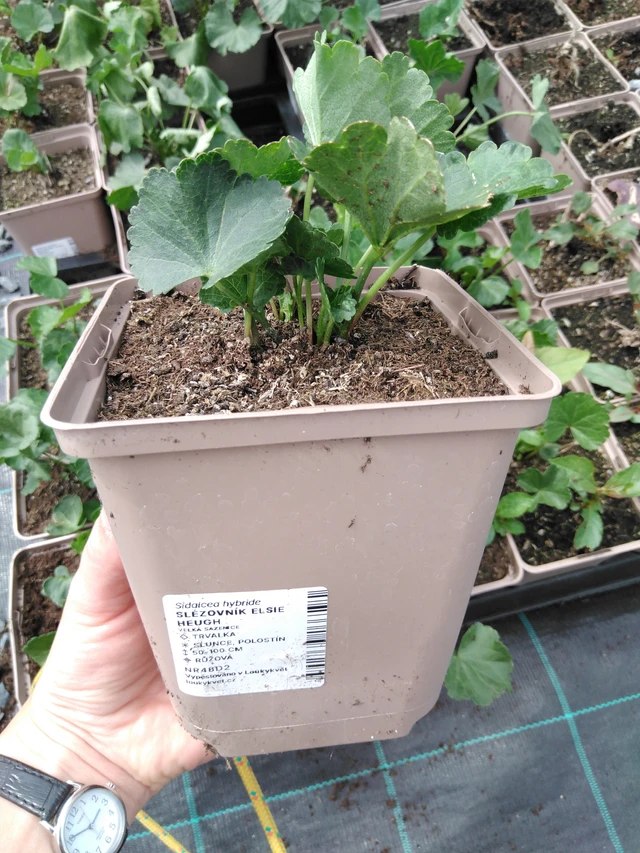 Jalomalva Elsie Heugh - 2024