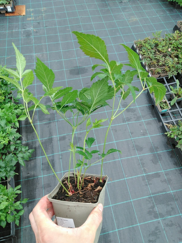 Jaloangervo Europa - 28. 7. 2025