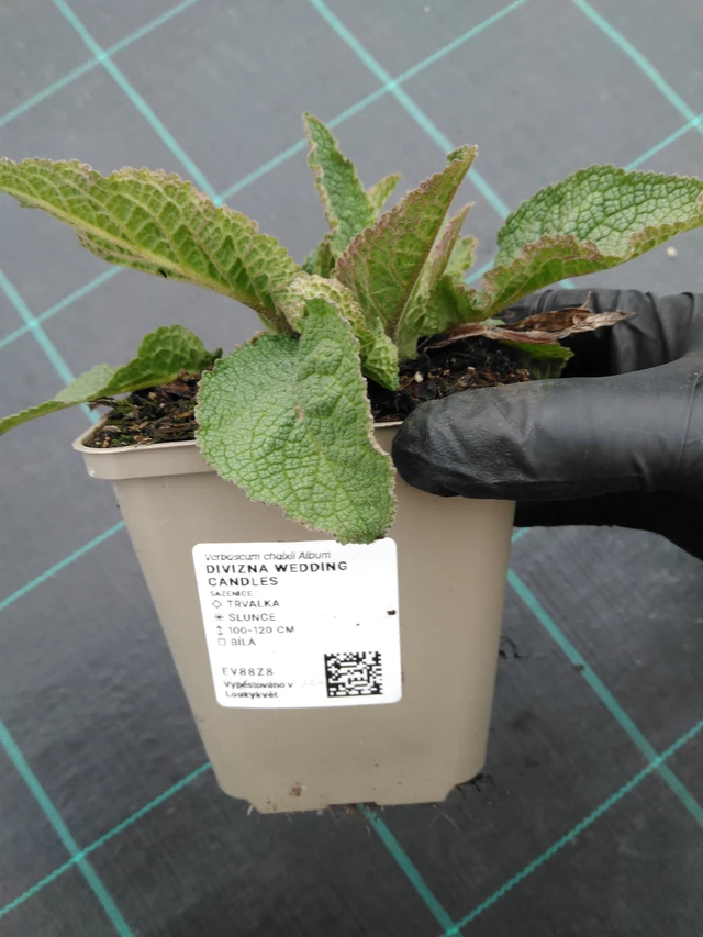 Verbascum Wedding Candles - 1. 4. 2026