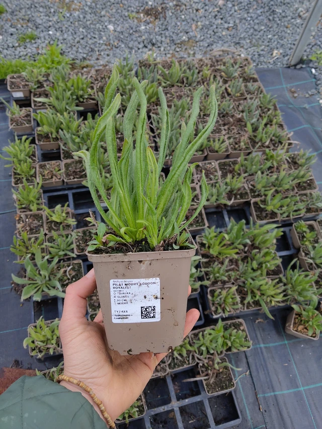 Italianrastas - 21. 4. 2026